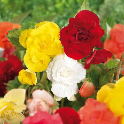 2 Flower bulbs, 0.3kg