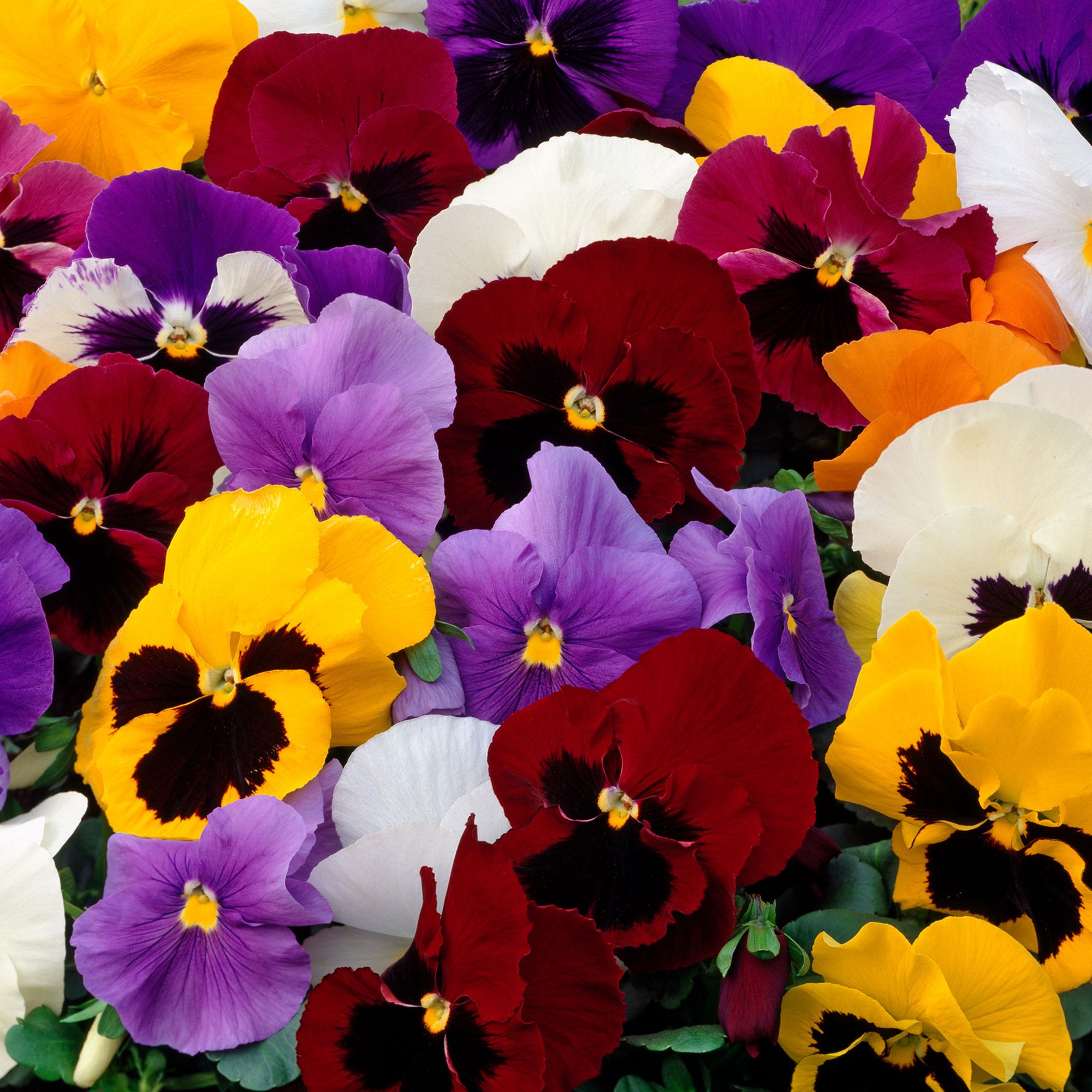 20 cell Pansy Assorted Autumn Bedding plant, Pack of 2 DIY at B&Q