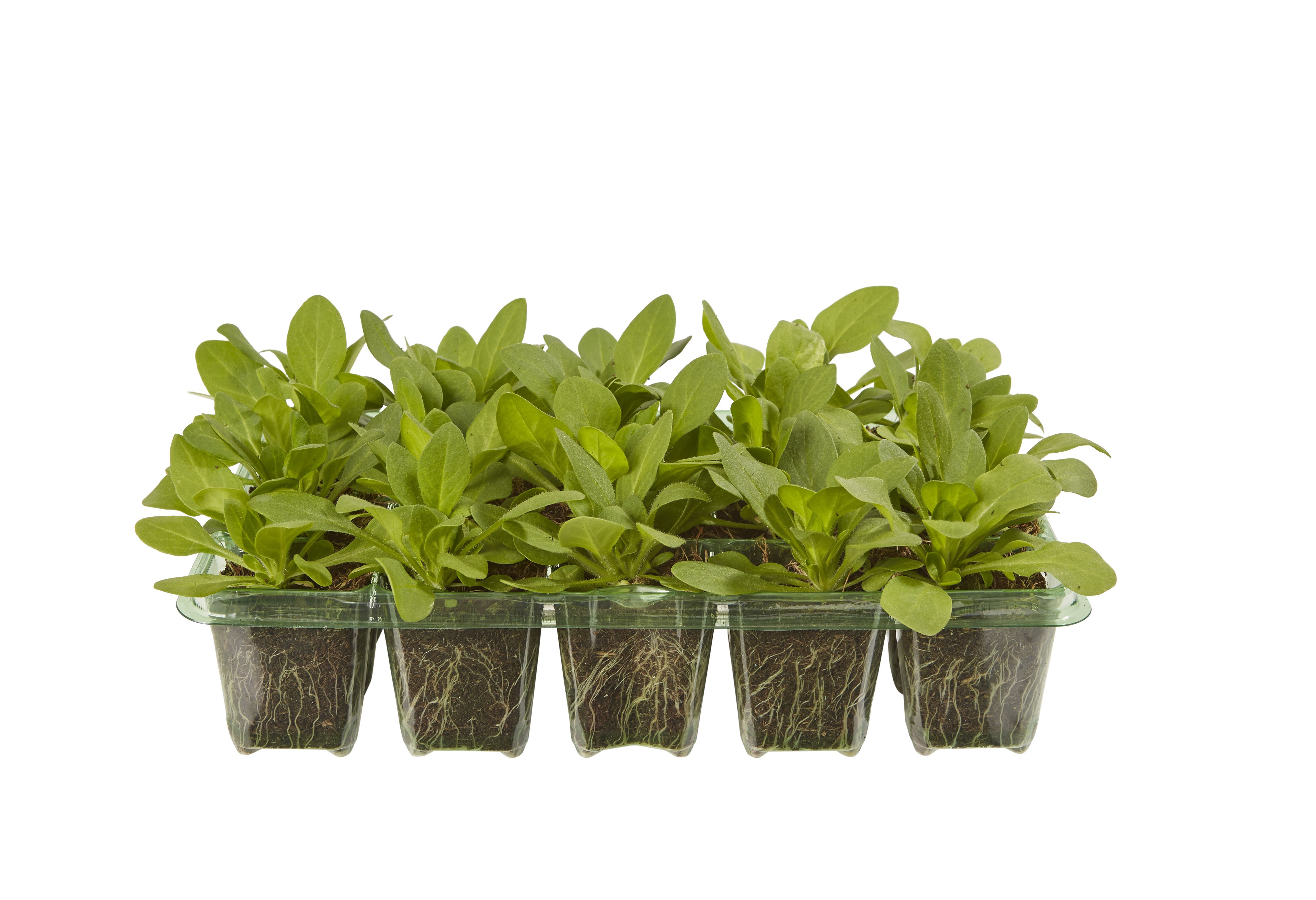 20 cell Petunia Frenzy Summer Bedding plant, Pack of 2