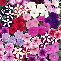 20 cell Petunia Frenzy Summer Bedding plant, Pack of 2