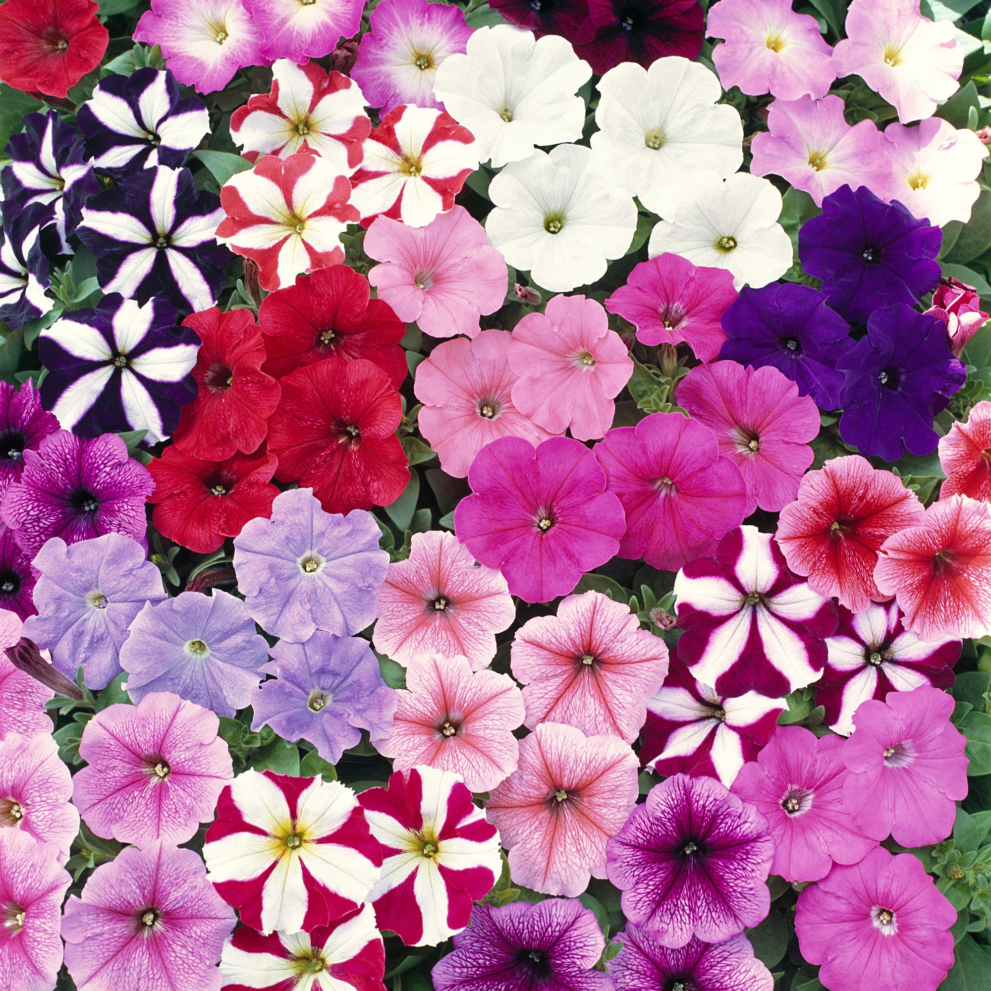 20 cell Petunia Frenzy Summer Bedding plant, Pack of 2