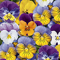 20 cell Viola Assorted Autumn Bedding plant, Pack of 2