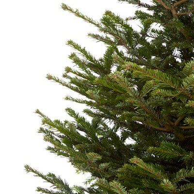 200-240cm 7ft Nordmann fir Large Full Real cut Christmas tree