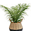 20cm Palm Artificial plant in Natural Wicker Basket