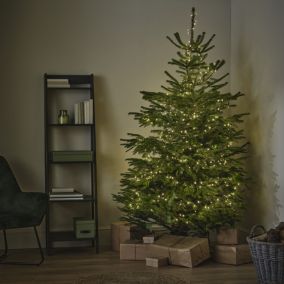 210-240cm 7ft Nordmann fir Extra large Slim Real cut Christmas tree