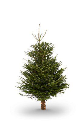 B&q real christmas trees discount