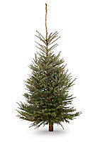 210-240cm Blue spruce Large Full Cut christmas tree