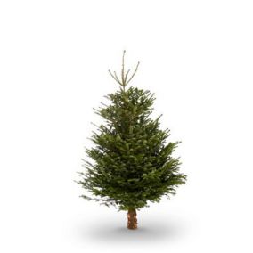 210-240cm Nordmann fir Cut christmas tree
