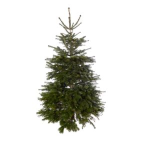 210-240cm Nordmann fir Extra large Slim Cut christmas tree