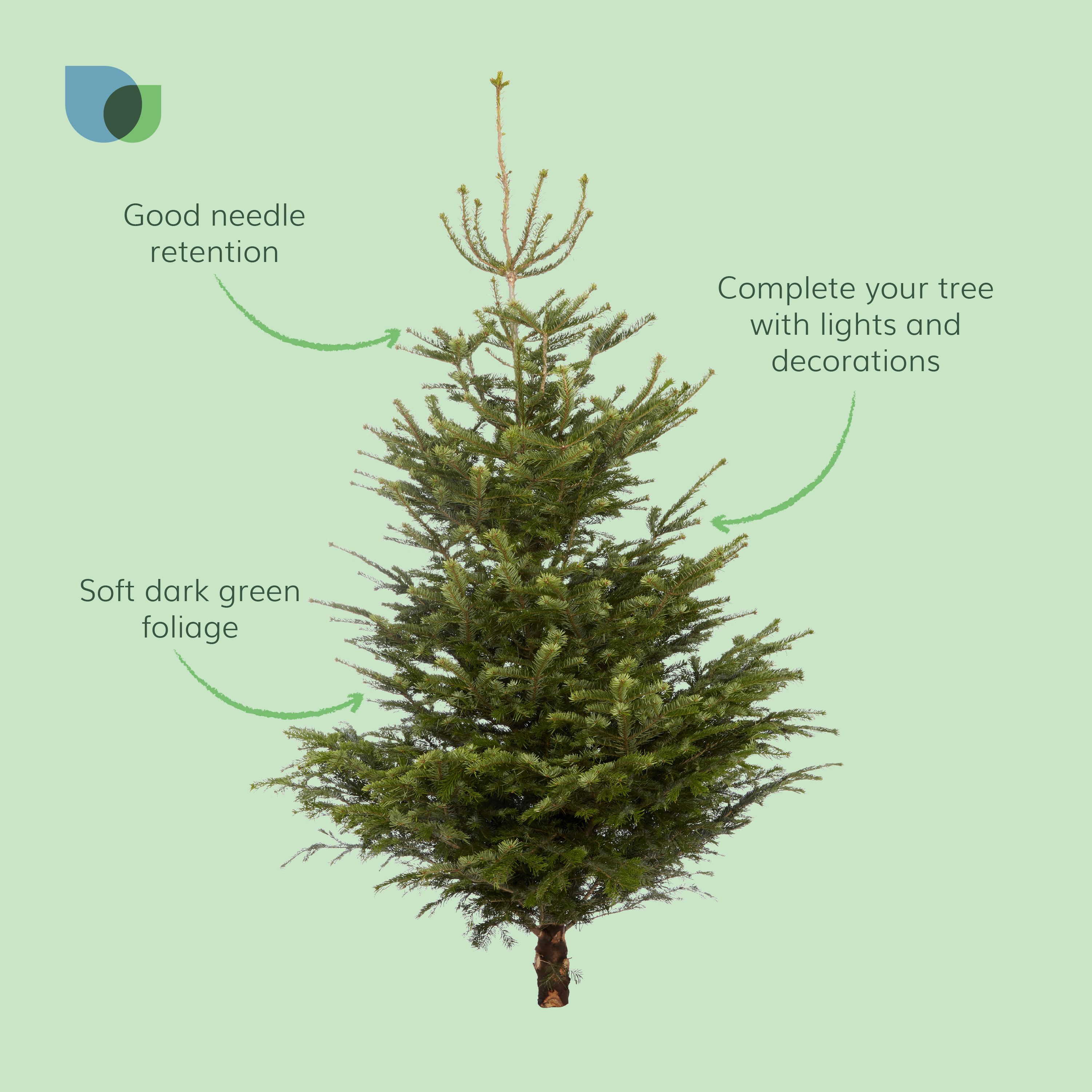 240 - 270 cm Nordmann fir Real cut Christmas tree