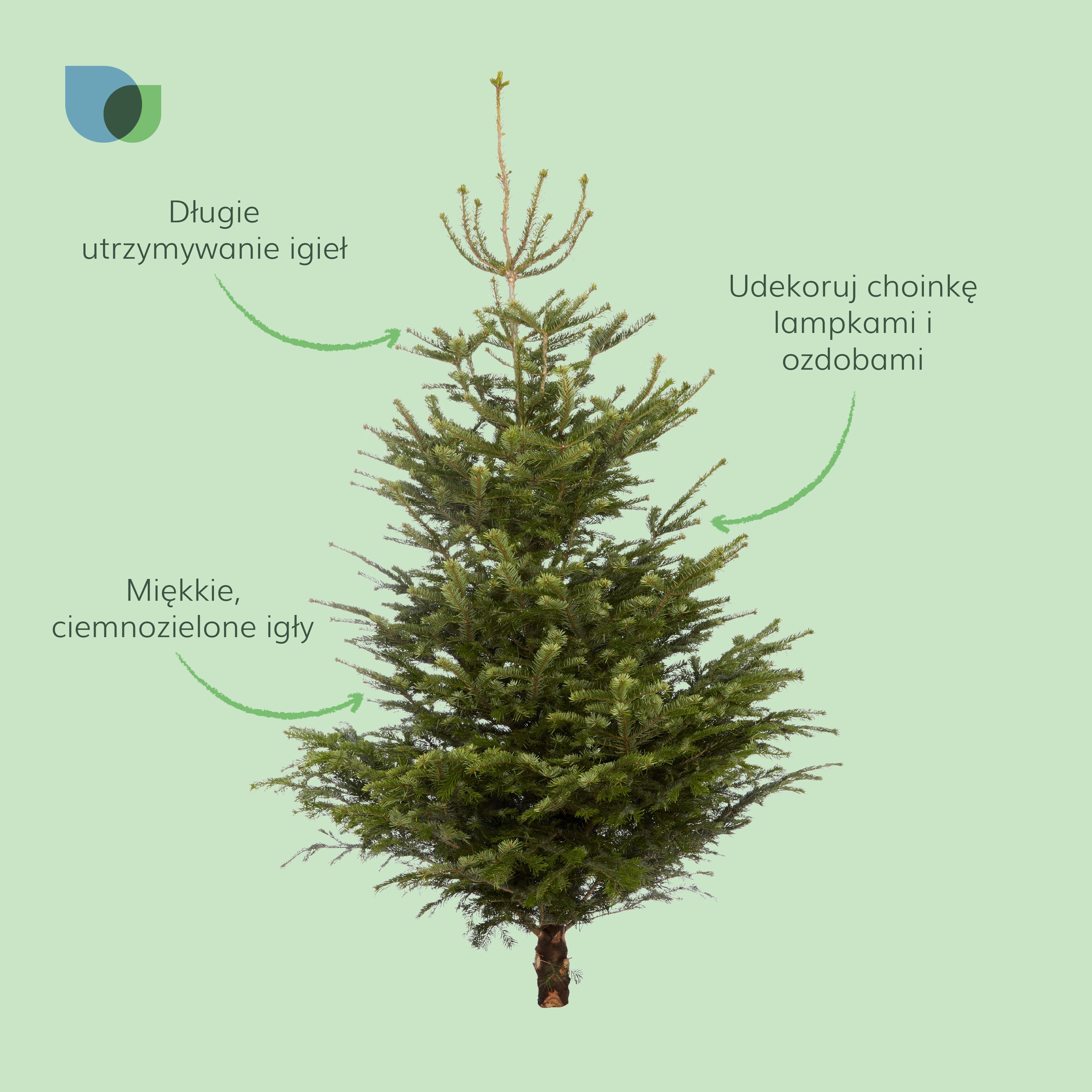 240 - 270 cm Nordmann fir Real cut Christmas tree