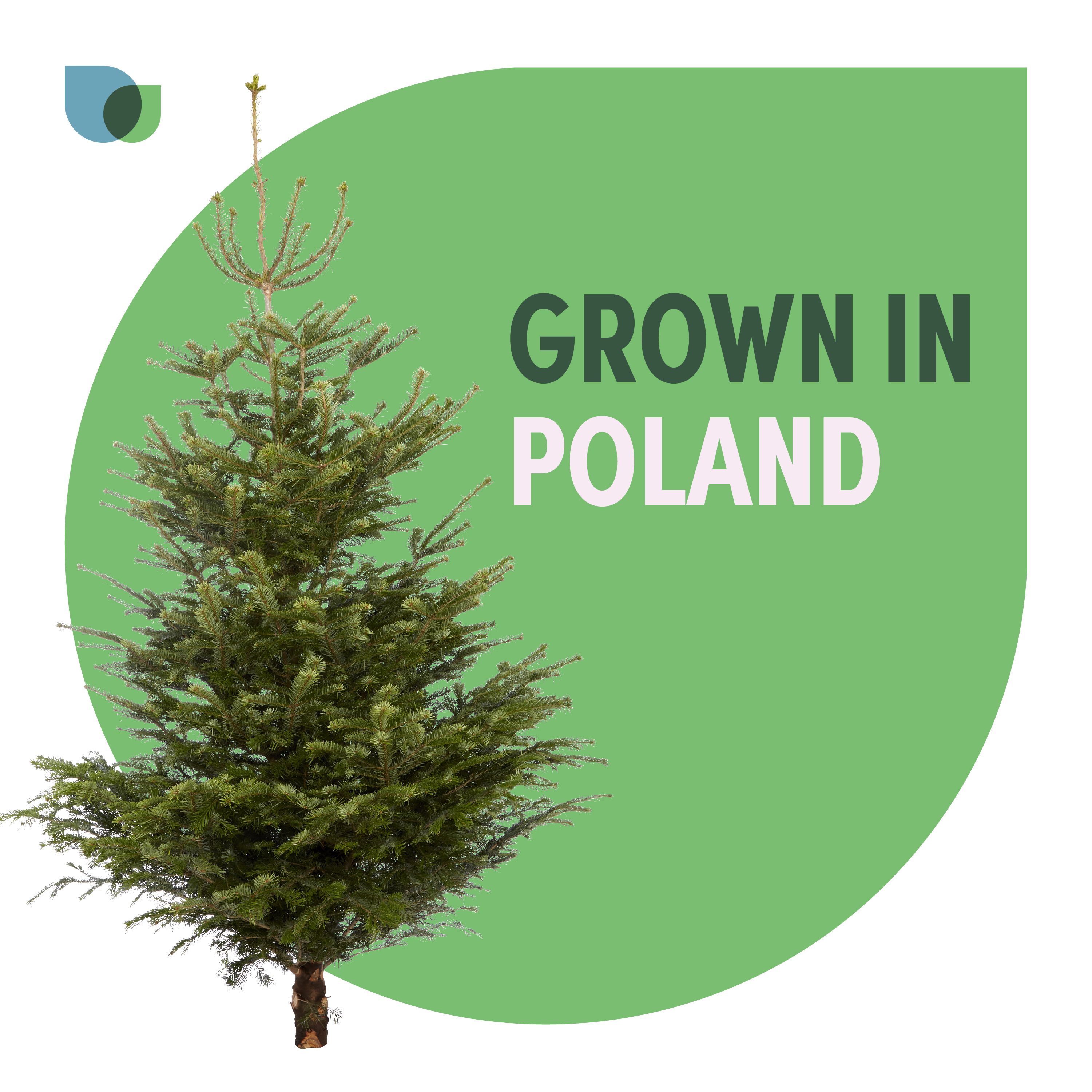 240 - 270 cm Nordmann fir Real cut Christmas tree