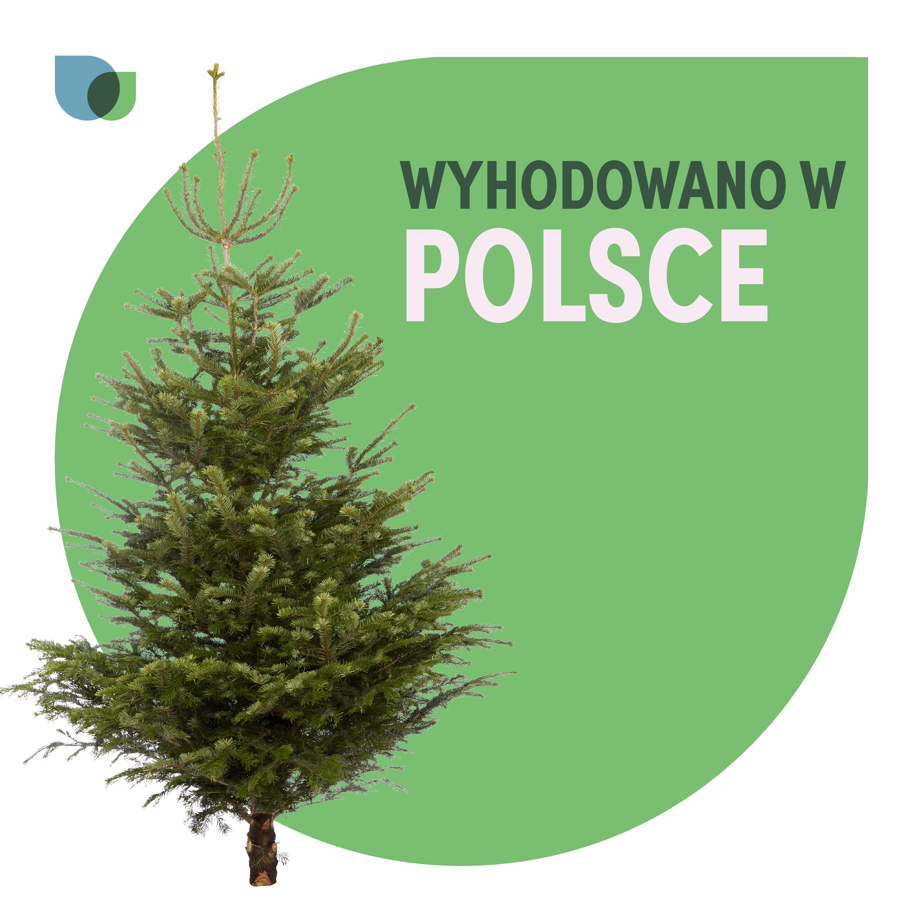 240 - 270 cm Nordmann fir Real cut Christmas tree