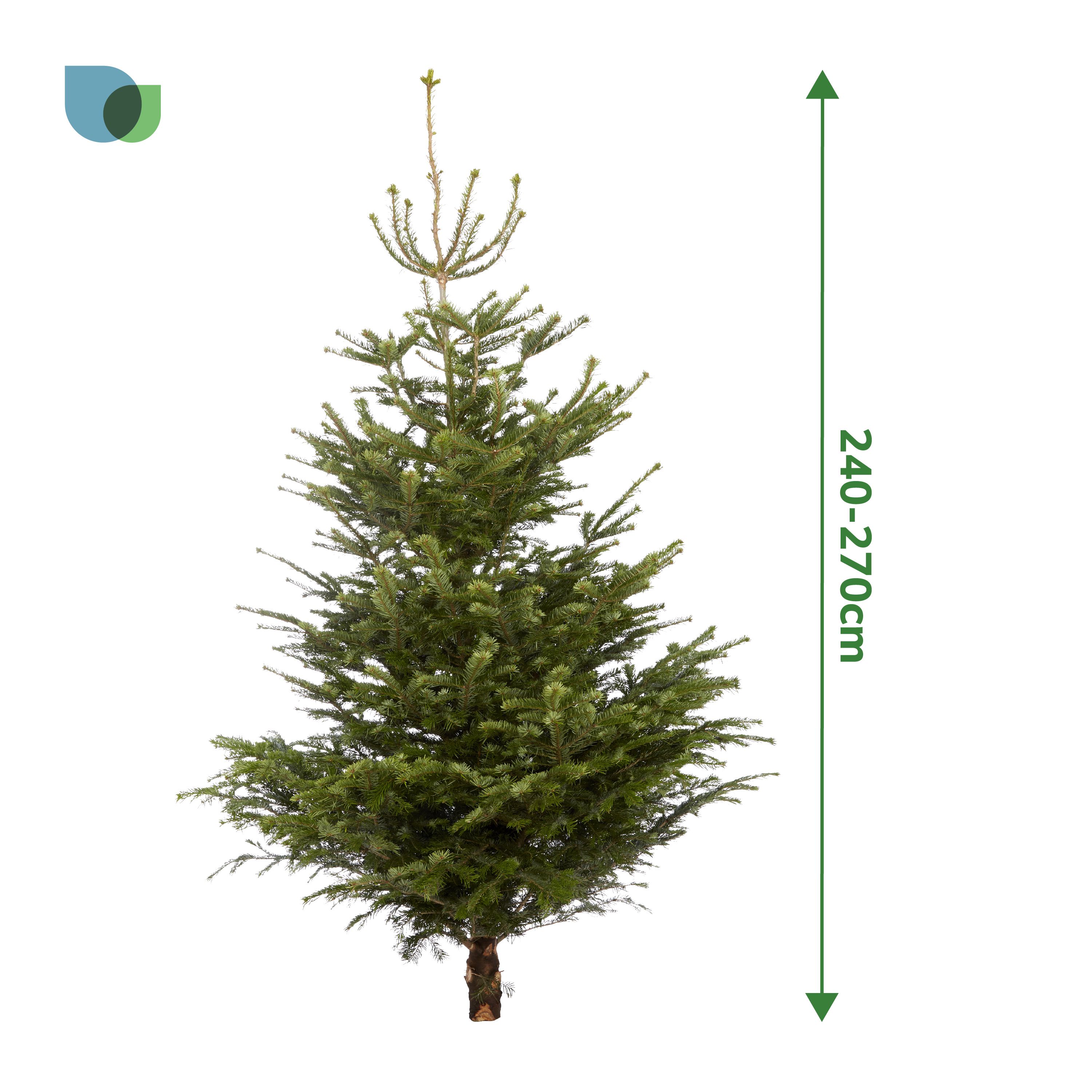 240 - 270 cm Nordmann fir Real cut Christmas tree