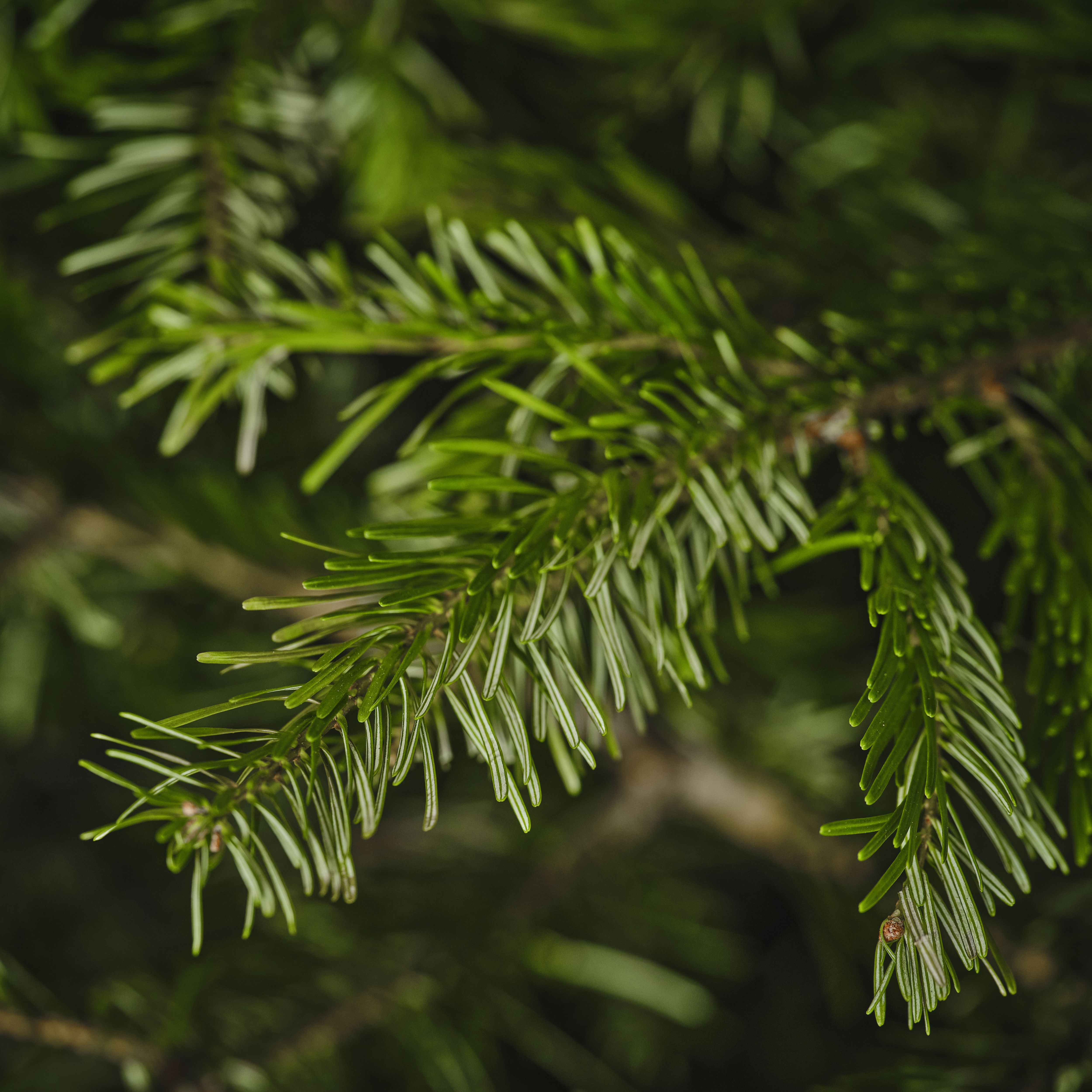 240 - 270 cm Nordmann fir Real cut Christmas tree