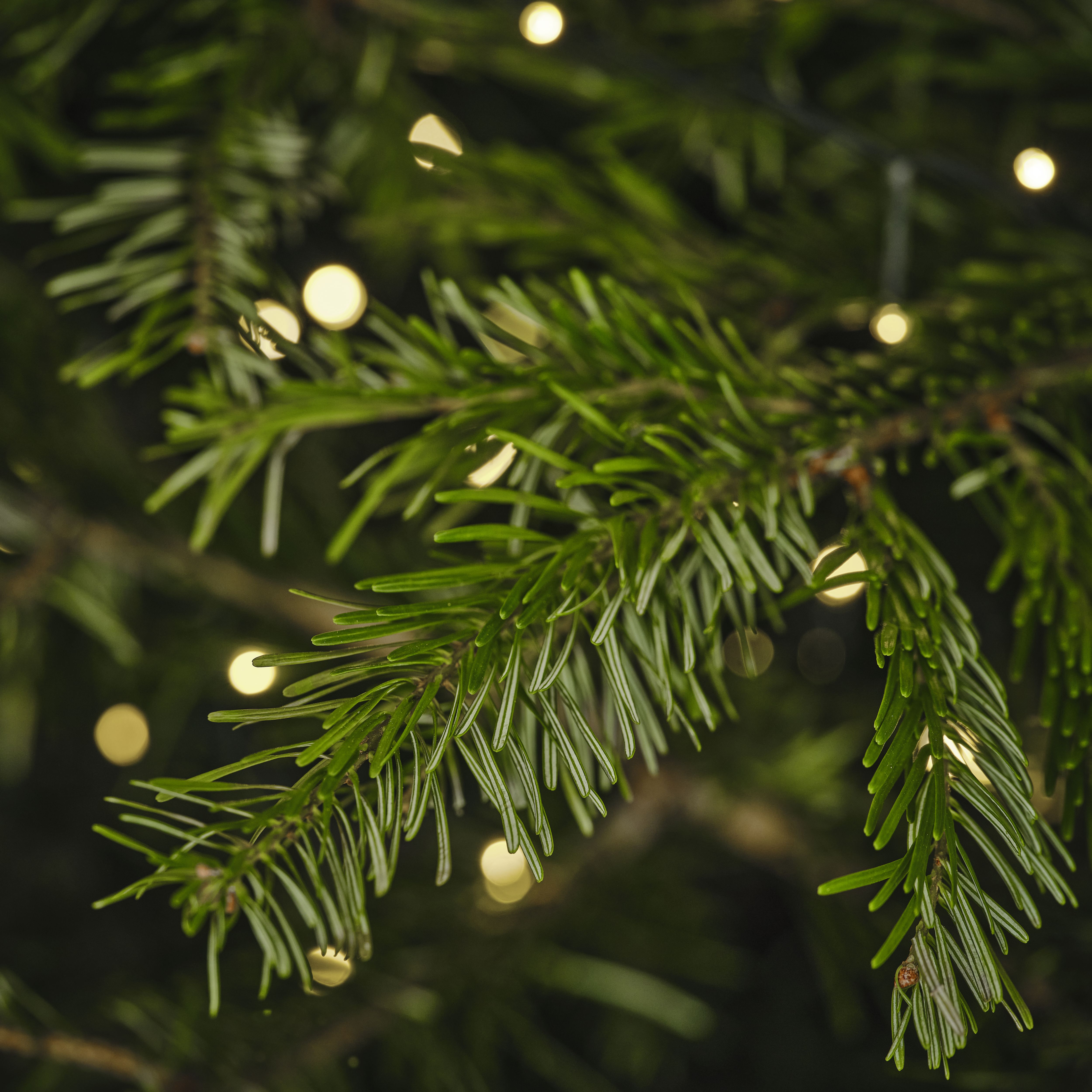 240 - 270 cm Nordmann fir Real cut Christmas tree