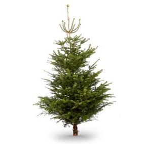 240-270cm Nordmann fir Cut christmas tree