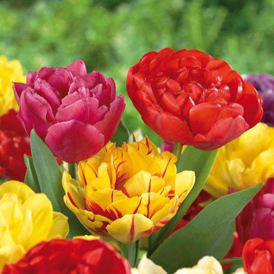 25 Flower bulbs