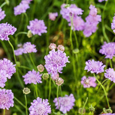 3 ASSORTED 2L PERENNIALS | DIY at B&Q