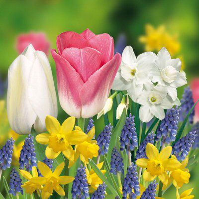 35 Flower bulbs