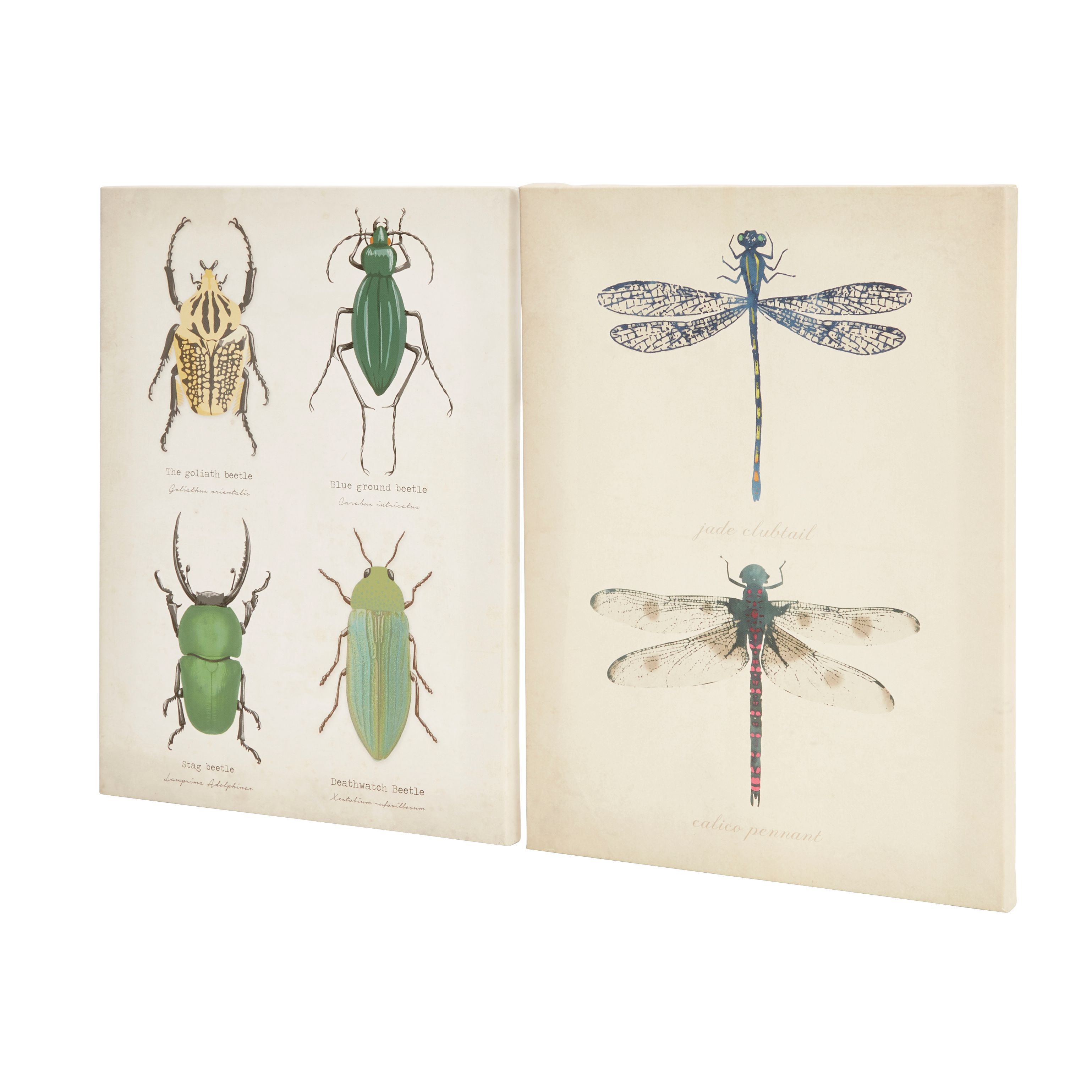 Bug Multicolour Canvas art, Pack of 2 (H)320mm (W)420mm
