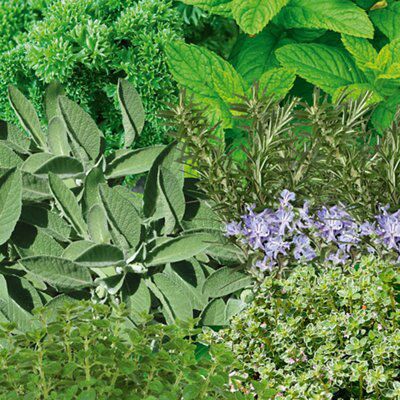 4 ASSORTED 1L HERBS