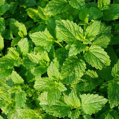 4 ASSORTED 1L HERBS