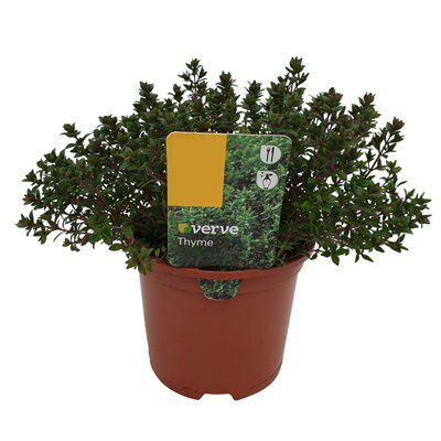4 ASSORTED 1L HERBS