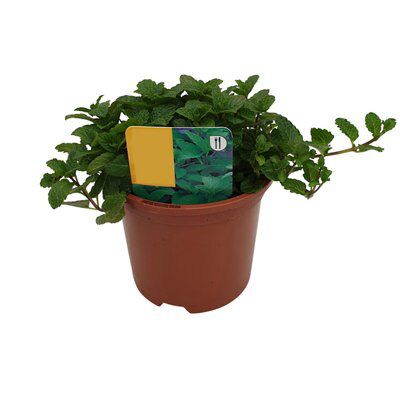 4 ASSORTED 1L HERBS