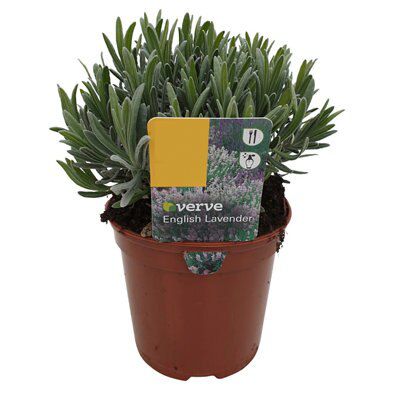 4 ASSORTED 1L HERBS