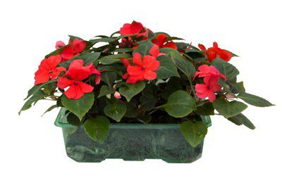 4 ASSORTED 9 PACK BEDDING PLANTS