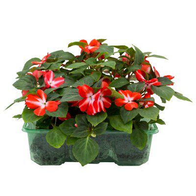 4 Assorted 9 Pack Bedding Plants Diy At B Q