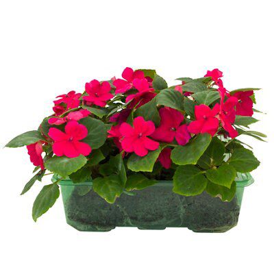 4 Assorted 9 Pack Bedding Plants Diy At B Q