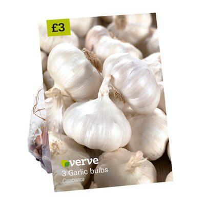 4 ASSORTED SEEDS POTAT ONION SHALT GRLIC