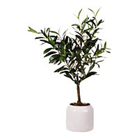 58cm Olive Artificial plant in Cream Speckled Ceramic Pot