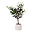 58cm Olive Artificial plant in Cream Speckled Ceramic Pot