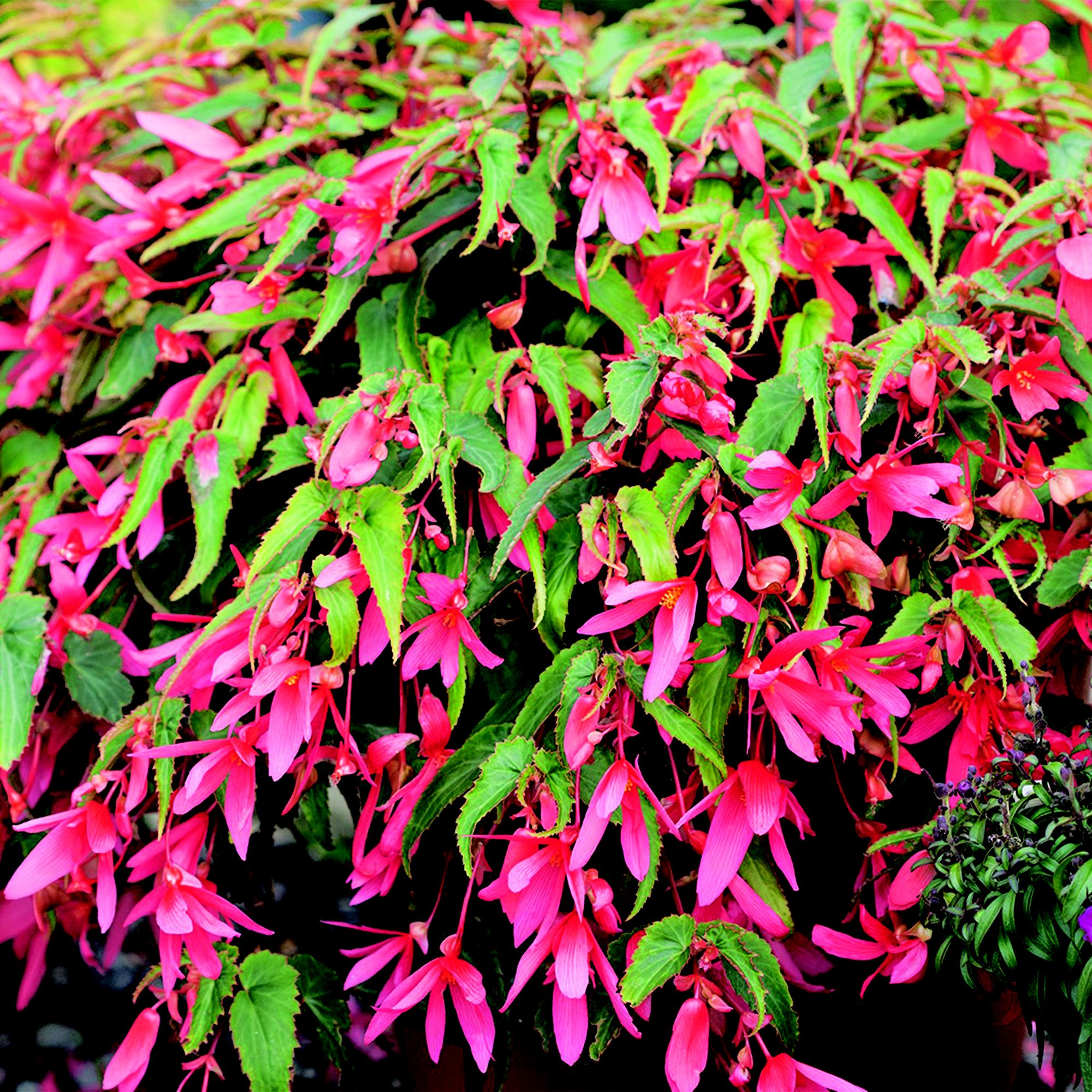 6 cell Begonia Trailing Summer Bedding plant, Pack of 2