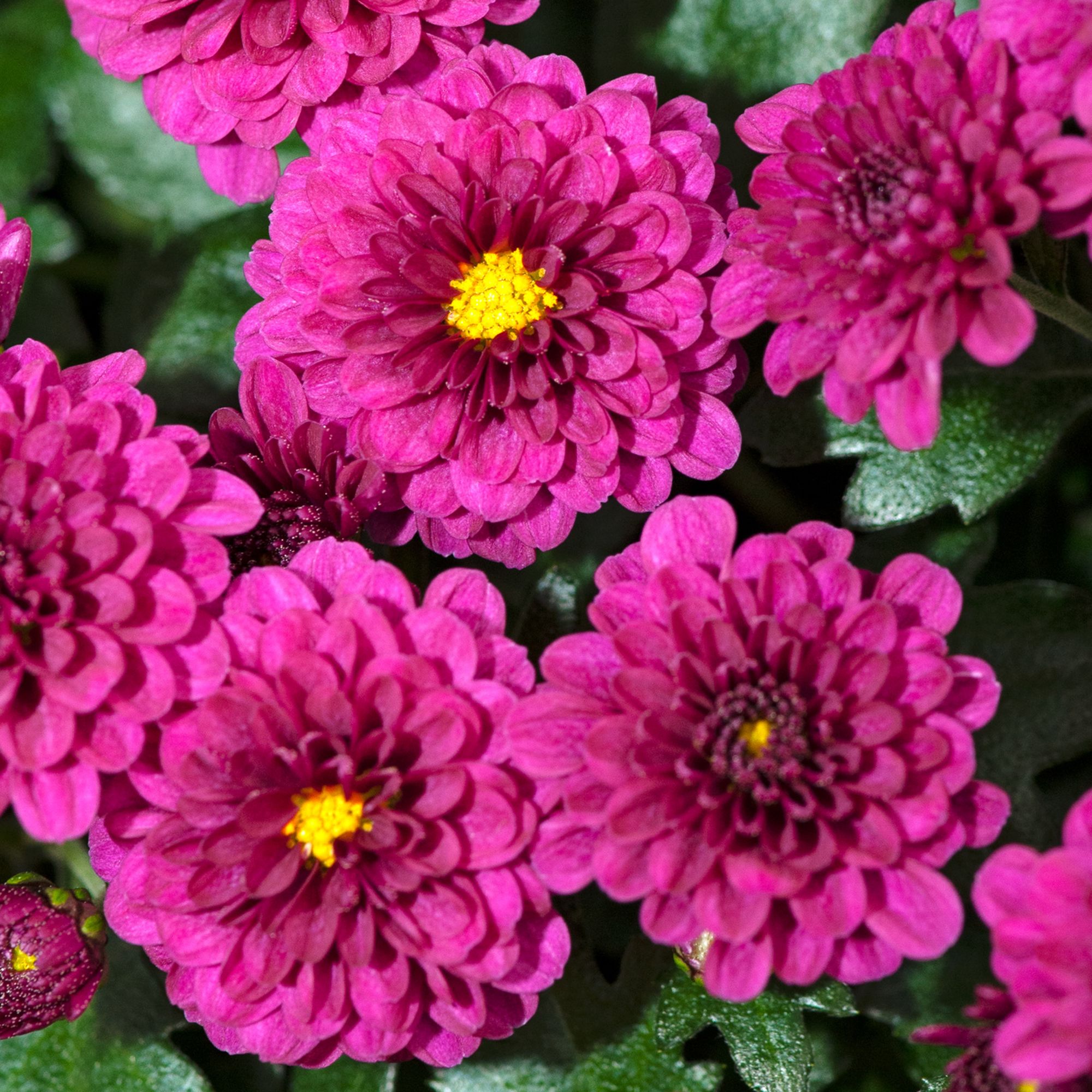 6 cell Chrysanthemum Assorted XL Autumn Bedding plant, Pack of 2