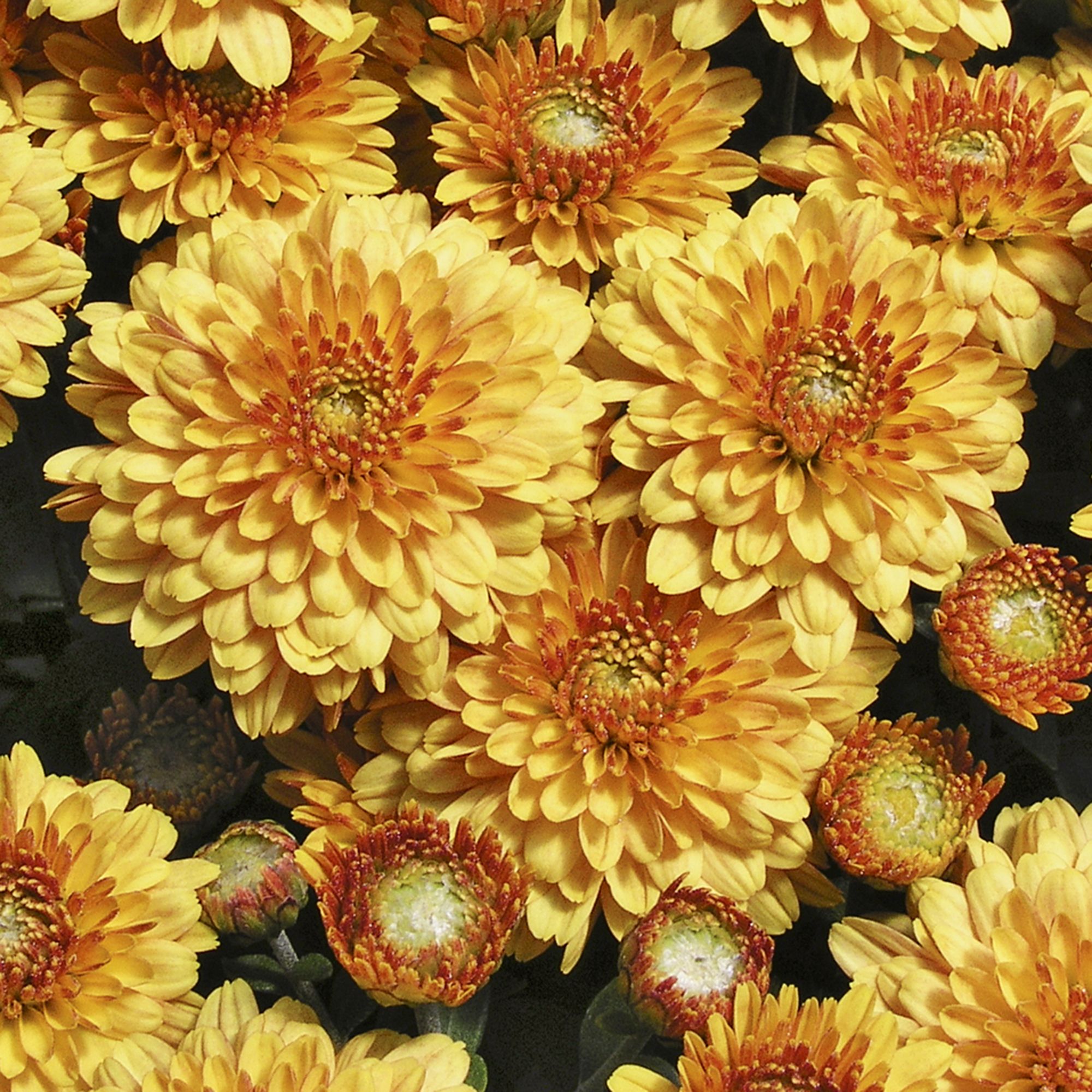 6 cell Chrysanthemum Assorted XL Autumn Bedding plant, Pack of 2
