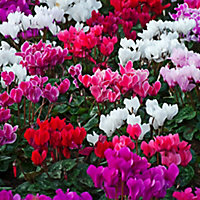 6 cell Cyclamen Berrylicious Autumn Bedding plant, Pack of 2