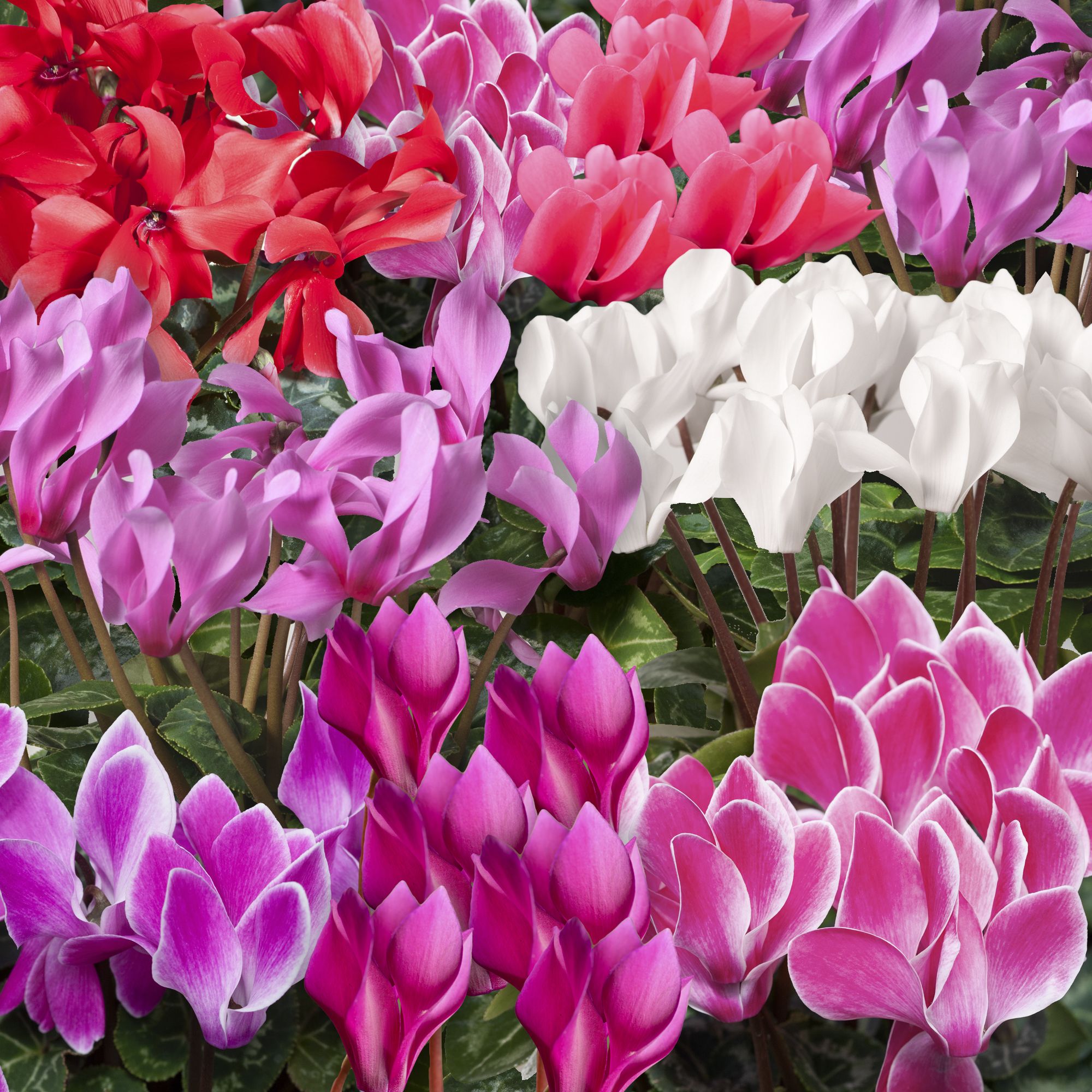 6 cell Cyclamen Candyfloss Autumn Bedding plant, Pack of 2 DIY at B&Q