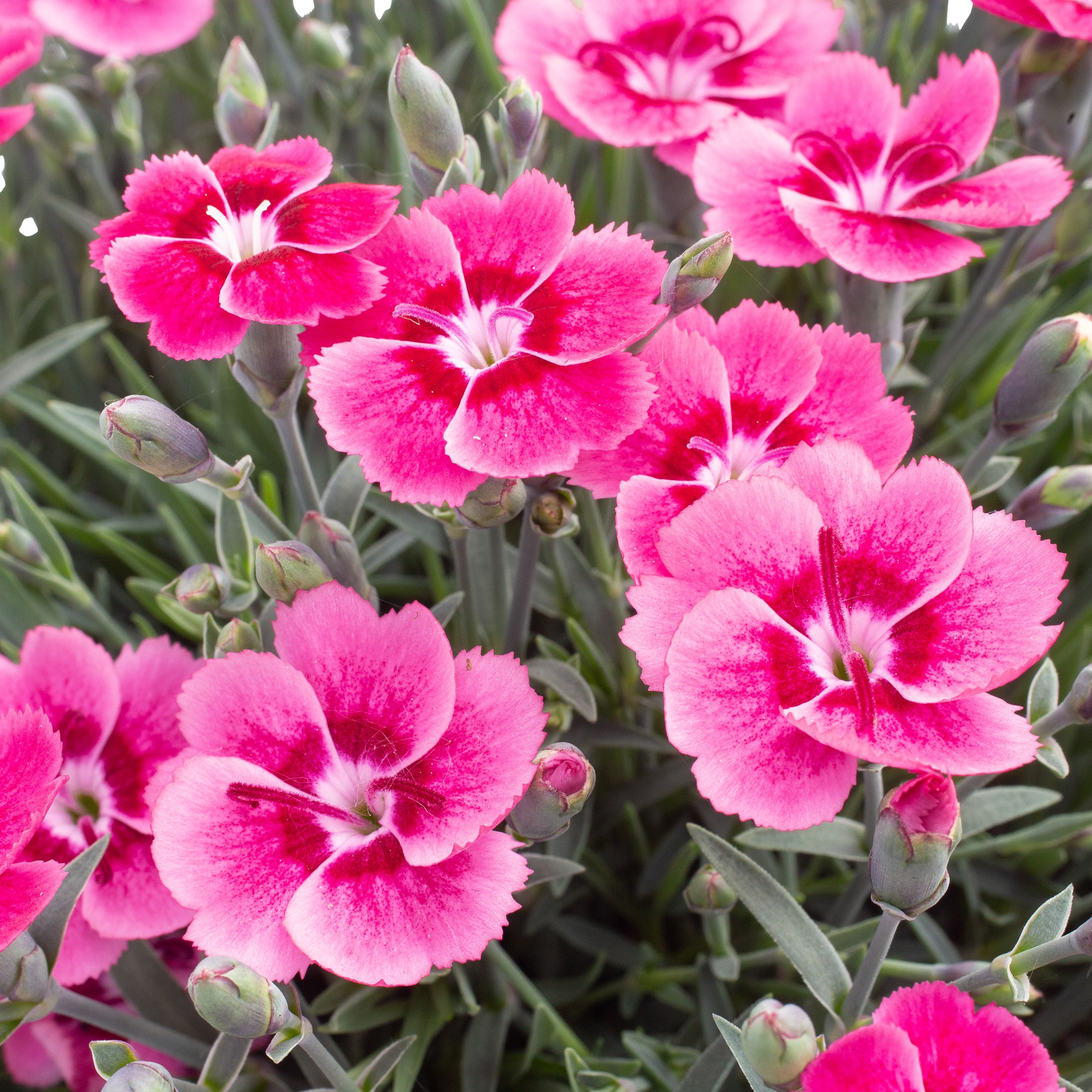 6 cell Dianthus Electric Dreams XL Summer Bedding plant, Pack of 4