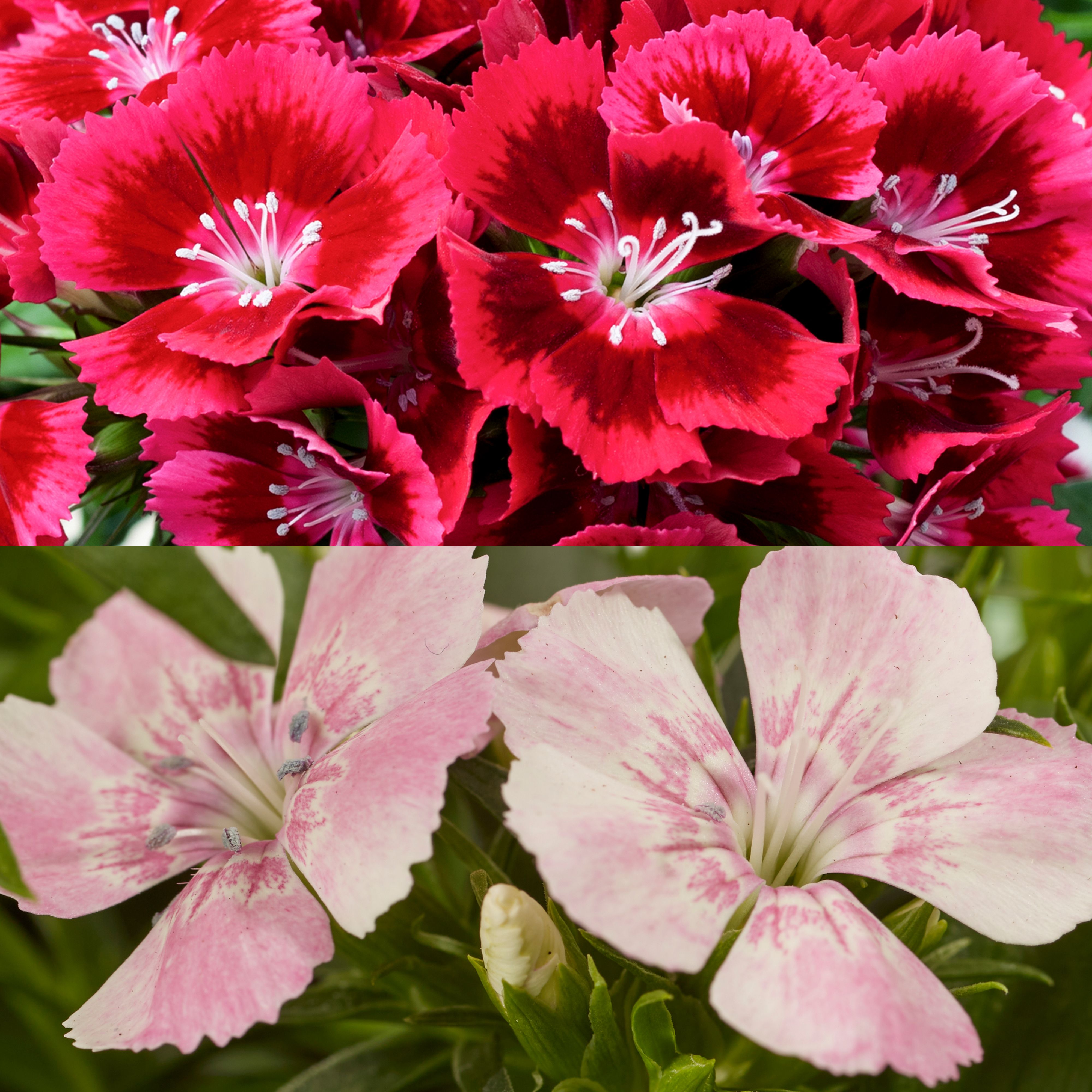 6 cell Dianthus Sweet William Autumn Bedding plant, Pack of 2