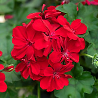 6 cell Geranium Red Summer Bedding plant, Pack of 2
