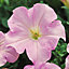 6 cell Petunia Grandiflora Summer Bedding plant, Pack of 2