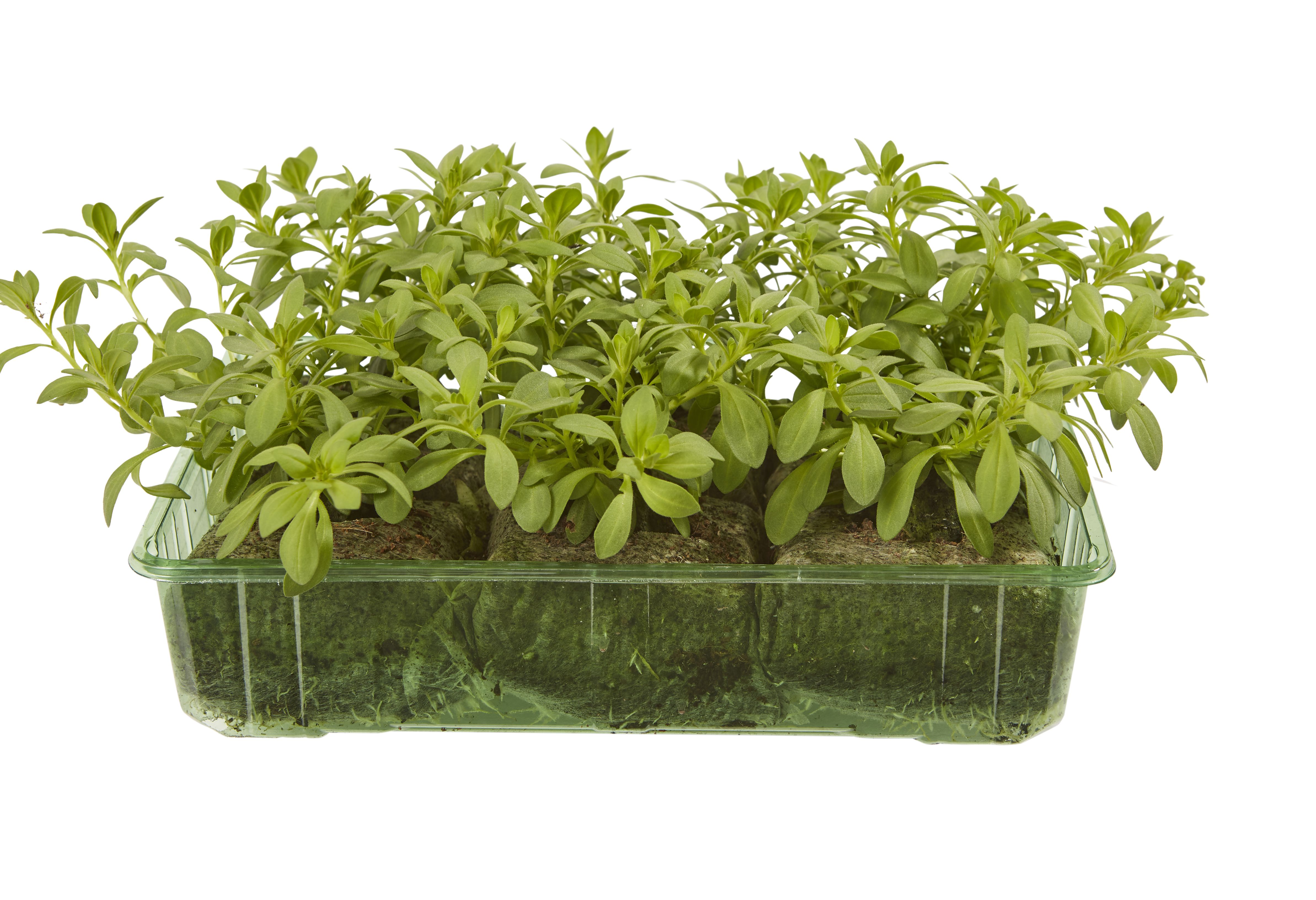 6 cell Petunia Trailing Dark Blue Summer Bedding plant, Pack of 2 DIY