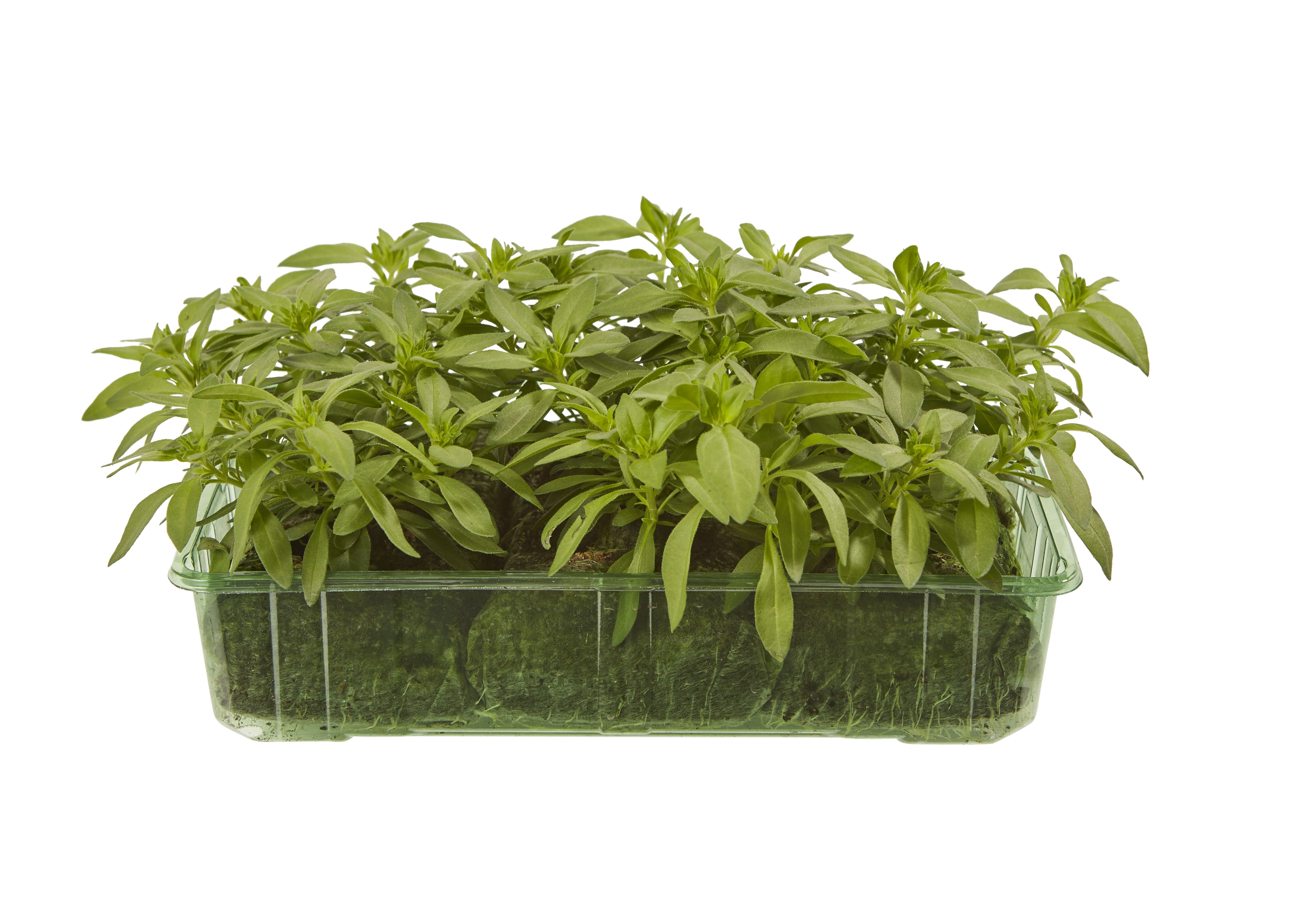 6 cell Petunia Trailing Rose Kiss Summer Bedding plant, Pack of 2