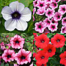 6 cell Petunia Trailing Surfina Summer Bedding plant, Pack of 2