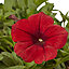 6 cell Petunia Trailing Surfina Summer Bedding plant, Pack of 2