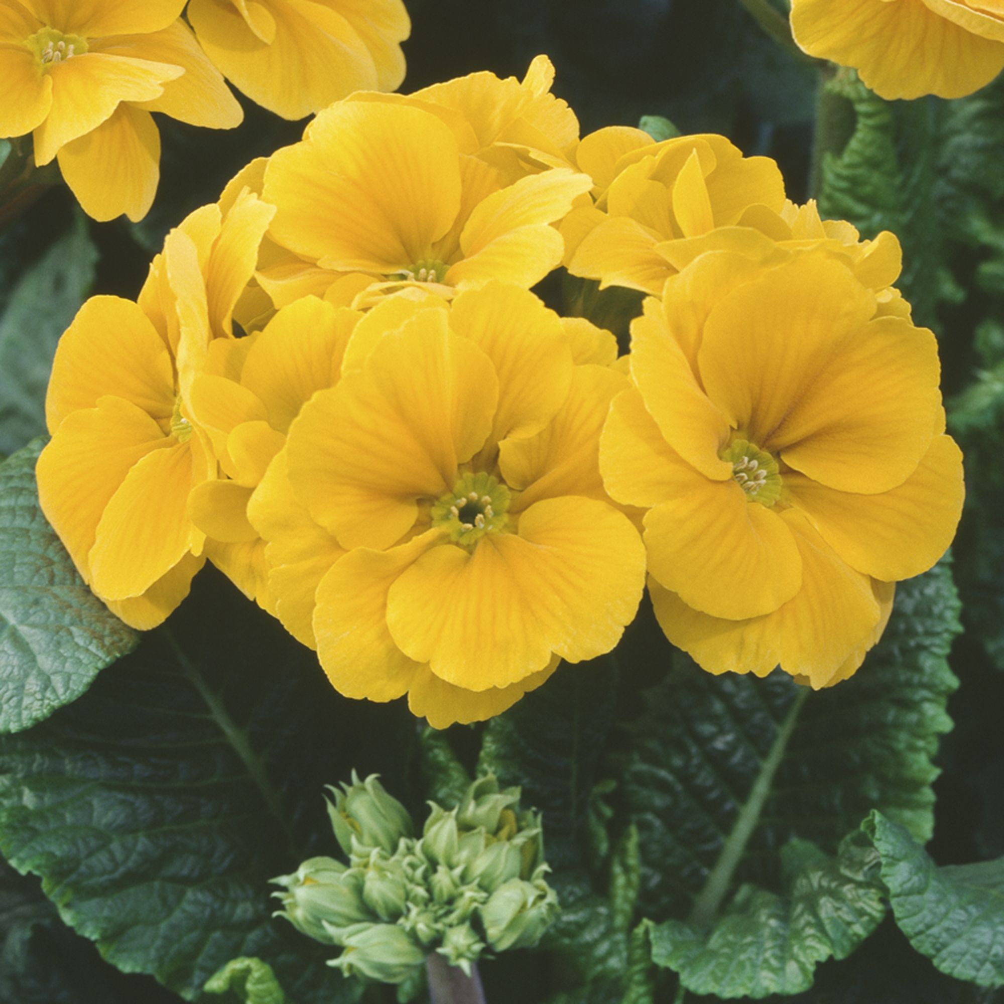 6 cell Polyanthus Orange Spring Bedding plant